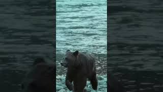 Boz Ayıların Somon Avı: Hayatta Kalma Mücadelesi! 🐻
