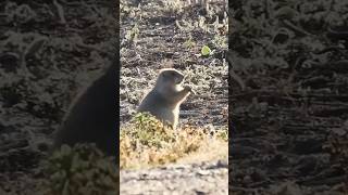 Çayır Köpeklerinin Gizemli Yeraltı Dünyası 🐾
