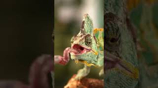 Madagaskar’ın %90 Endemik Türlü Eşsiz Ekosistemi 🌿🦎 #Madagaskar #endemiktürler #vahşiyaşam #belgesel