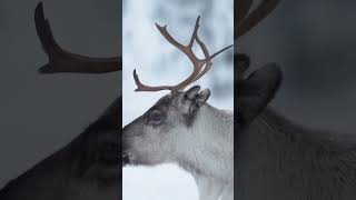 Karibuların Destansı Göçü: Kuzey Ekosisteminin Can Damarı 🦌❄️ #karibu  #göç #belgesel #vahşiyaşam