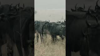 Afrika’nın Büyük Göçünü anlamak, hepimizin sorumluluğu. #vahşiyaşam #masaimara #serengeti #bölgesel