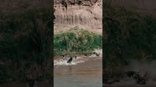 Afrika büyük göçünde Mara nehri geçişinde can pazarı yaşanır. #vahşiyaşam #masaimara #serengeti