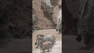Grumeti Nehri'nde Ölümcül Geçiş: Büyük Göç 🦓
