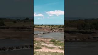 Afrika’nın büyük göçünün ilk geçiş noktası Grumeti Nehri ve timsahlar #vahşiyaşam #serengeti
