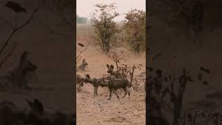 Afrika Büyük Göçü: Yırtıcıların Ölümcül Dansı 🦁
