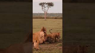 Afrika’nın büyük göçünde pusu kuran aslanlar #vahşiyaşam #masaimara #serengeti #belgesel #büyükgöç