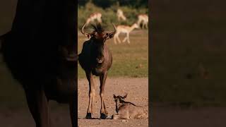 Afrika’nın büyük göçünde yeni doğan yavruların kaderi #vahşiyaşam #masaimara #serengeti #büyükgöç
