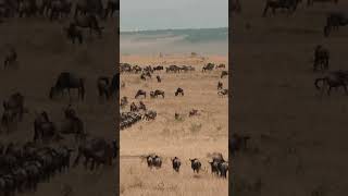 Afrika’nın büyük göçü milyonlarca hayvan ve Ceylanlar #vahşiyaşam #masaimara #serengeti #büyükgöç