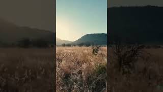 Yaşam ve ölüm arasındaki ince çizgi: Afrika Aslanları 🦁