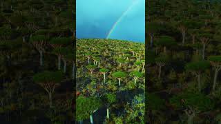 Most Unique Island - Socotra 🇾🇪