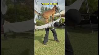 The best k9 dogs 🔥🐾🐶❤️ #dogcoach #dog #k9master #trainingdog #pets #k9dog #dogtraining #malinois