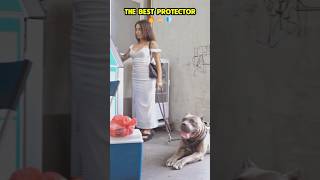 The best bodyguard ❤️🐶🐾🔥🚨#dog #dogcoach #k9master #trainingdog #k9dog #pets