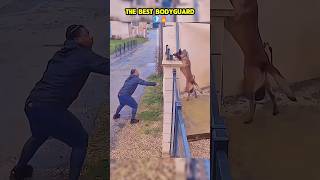The best bodyguard 🔥🐾🐶❤️ #dog #dogcoach #k9master #trainingdog #k9dog #pets