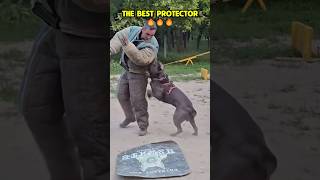 The best bodyguard 🔥🐾🐶❤️🚨 #dog #dogcoach #k9master #trainingdog #pets #k9dog