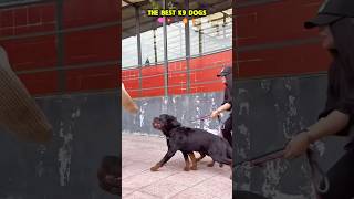 The best bodyguard 🔥🐾🐶❤️ #dog #dogcoach #k9master #trainingdog #pets #k9dog #k9