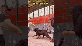 The best bodyguard 🔥🐾🐶❤️ #dog #dogcoach #pitbull #k9master #trainingdog #k9dog