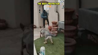 The best bodyguard 🔥🐾🐶❤️ #dog #dogcoach #k9master #trainingdog #k9dog