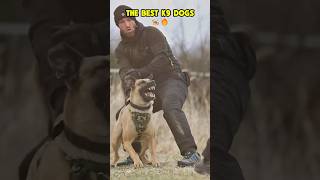 The best k9 dogs ❤️🐶🐾🔥🚨 #dog #dogcoach #trainingdog #pets #k9master #pitbull