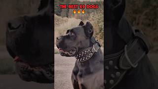 The best bodyguard ❤️🐶🐾🔥🚨 #dog #dogcoach #trainingdog #pets #pets #k9master