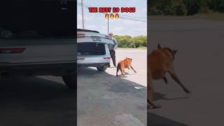 The best k9 dogs ❤️🐶🐾🔥🚨 #dog #dogcoach #trainingdog #malinois #k9master #k9dog #pets