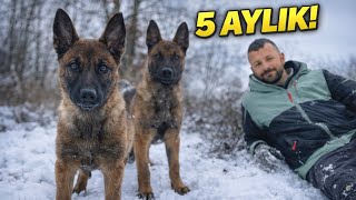 5 Aylık İki Belçika Kurdu | Malinois Derim Susarım