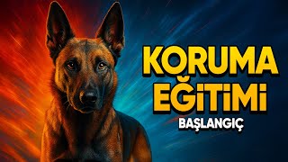 Köpeklerde Koruma Eğitimi 101 | Koruma Eğitimine Giriş