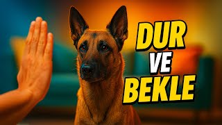 Köpekte Dur Ve Bekle