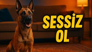 Evde Çok Havlayan Köpek İçin Mükemmel Yöntem