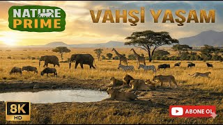 Vahşi Doğanın Sessiz Çığlığı: Hayatta Kalma Mücadelesi I Nature Prime I 4K HD