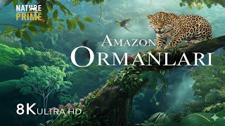 Dünyanın En Büyük Ormanı : AMAZON