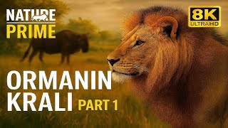 Ormanın Kralı Avda! En Güçlü Yırtıcıların Mücadelesi – PART 1 | Nature Prime