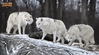 AŞIRI İZLANDA | Buz, Kurtlar ve Acımasız Mevsimlerin Arasında Hayatta Kalma (Vahşi Yaşam Belgeseli)
