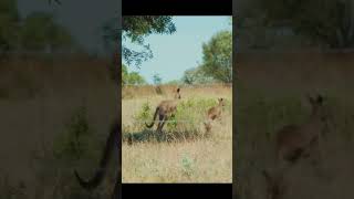 Kanguruların Gizemli Dünyası: Avustralya 🦘