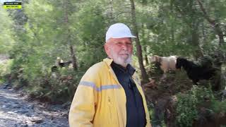 Çoban Mustafa Dede'nin Keçileri | Belgesel
