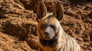 STEPPES & PLAINS | Anatolia Ancient Nature Full Episode