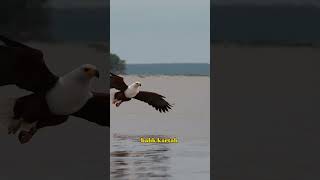 BALIK AVCISI KARTAL