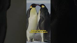 EN BÜYÜK PENGUEN: İMPARATOR