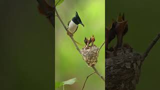 KUŞLARIN MUHTEŞEM DÜNYASI #animals #wildlife #birds #nature