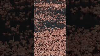 Pembe Flamingo Denizi