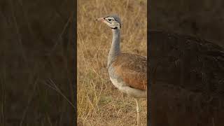 Kuş Cenneti Masai Mara