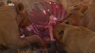 Nat Geo Wild / Etoburlar Gezegeni / Belgesel HD