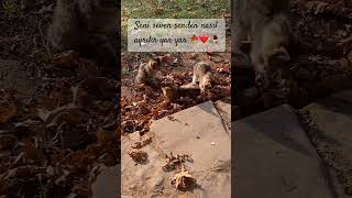 Seni seven senden nasıl ayrılır ?🍁🍂🥀 #keşfet #müzik #türkiye #türkçemüzik #türkü #cover #vokal