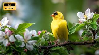 Birdsong & Piano Music for Sleep | Relax and Unwind After a Busy Day with Calming Sounds