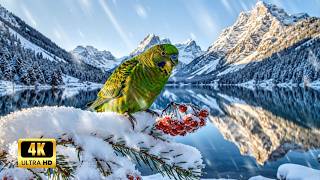 Winter Morning ❄️ Gentle Piano & Birds - Healing Music for Stress-Free Mind & Relaxed Body