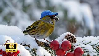 Birdsong Ambiance  🍃 Pure Natural Bird Soundscape - Forest Garden Sounds