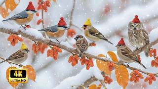 Winter Birdsong Therapy: Bird Meditation Music 🧘‍♀️  Music for Mind Balance & Healing
