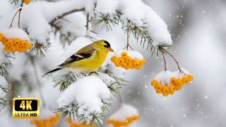 Birdsong for Relaxation | Peaceful Nature Sounds for Studying, Sleeping, and Stress Relief