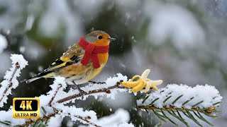 Calming Winter Birds and Healing Music for Deep Sleep, Peace & Stress Release ❄️