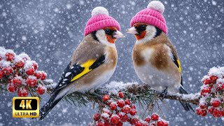 Gentle Snowfall & Birdsong - Piano Music for Peaceful Mind & Heart Healing ❄️🎶