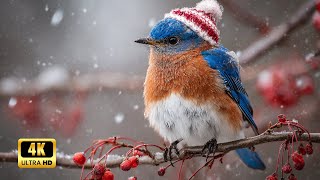 Instrumental Piano & Bird Song 🎹 3 Hours Sad/Gentle Relaxation Music | Romantic Background